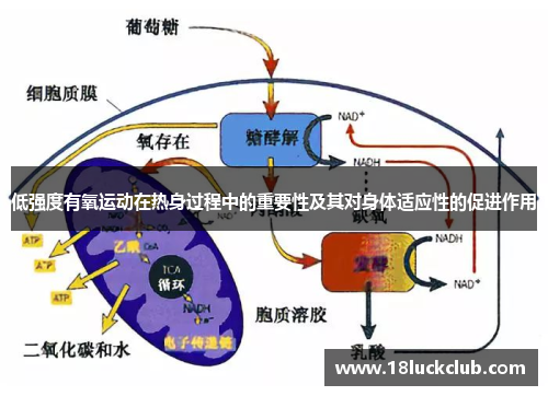 低强度有氧运动在热身过程中的重要性及其对身体适应性的促进作用